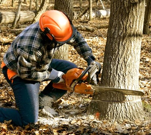 Tree Removal in New Hill, NC